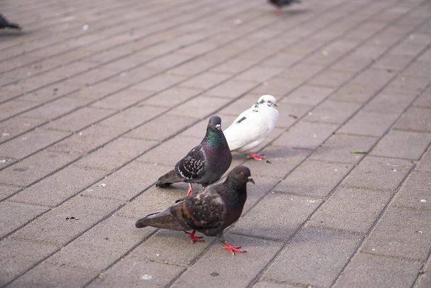 Street pigeons scatter in the city. Animals on the background of architecture - Фото, изображение