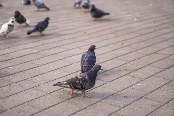 Уличные голуби разлетаются по городу. Животные на фоне архитектуры - Фото, изображение