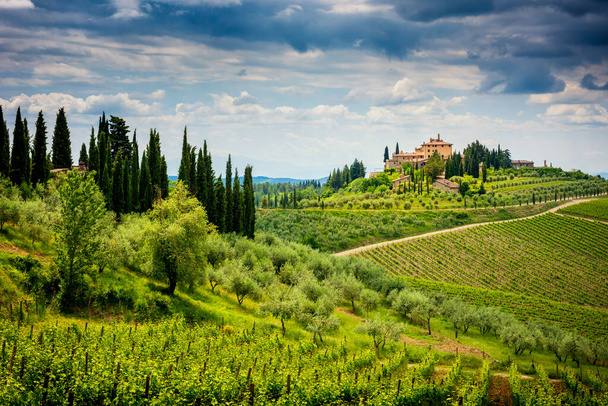 Chianti wzgórza z winnicami i cyprysem. Krajobraz Toskanii między Sieną a Florencją. Włochy - Zdjęcie, obraz