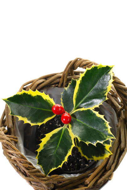 白い背景の上の鍋で小さな植物ホリー - 写真・画像