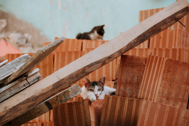 Leniwe zwierzę Słodki kot śpi. Relax kotek odpoczynku życie uliczne - Zdjęcie, obraz