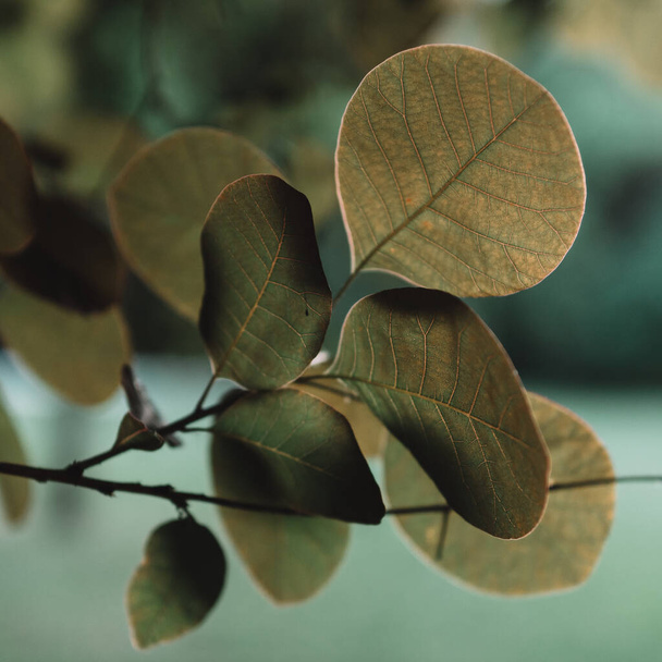 green leaves on the tree - Foto, Imagem