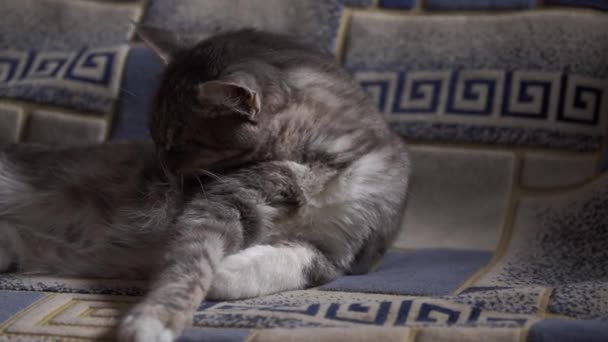 Portrait of domestic cat lying on sofa. Close up of pussycat resting on couch. - Filmagem, Vídeo