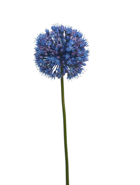 Blue Allium caesium  on a white background  isolated - Photo, Image