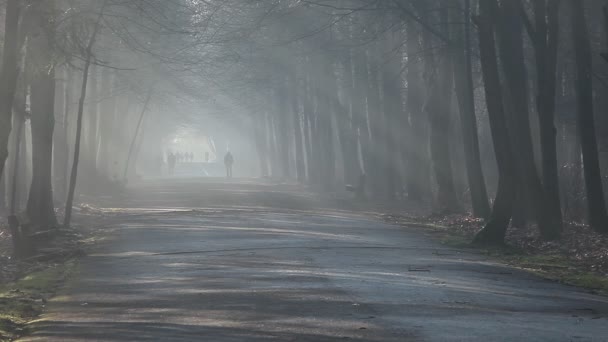 weg en zonnestralen in sterke mist in het forest, Polen. - Video