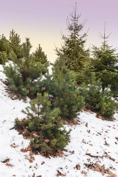 キエフ植物園のテーマセクション「高山庭園」冬のグリスコという名前の植物園 - 写真・画像