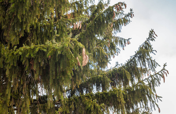 Pattes épicéa vert (lat. Picea abies) gros plan
 - Photo, image