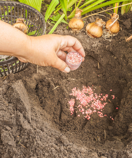 Female hand adds a granulated mineral fertilizer before planting daffodils on a flowerbed in autumn - Photo, Image