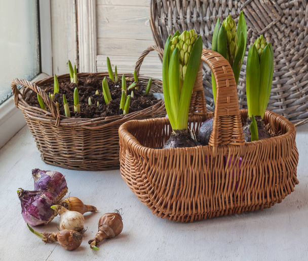 Bulbs, narcissus and hyacinths in the background basket  on the window - Fotó, kép