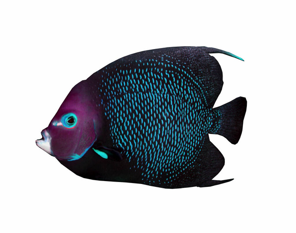 блакитна дискова риба плаває в акваріумі
 - Фото, зображення