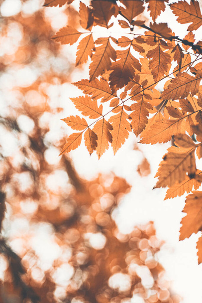 Schöne Herbstszene mit orangefarbenen Blättern und verwischten braunen Zweigen, tolles Design für die sozialen Medien, saisonale Zitate. Vintage Herbst Tapete. Natürliche Gartenlandschaft Hintergrund.  - Foto, Bild