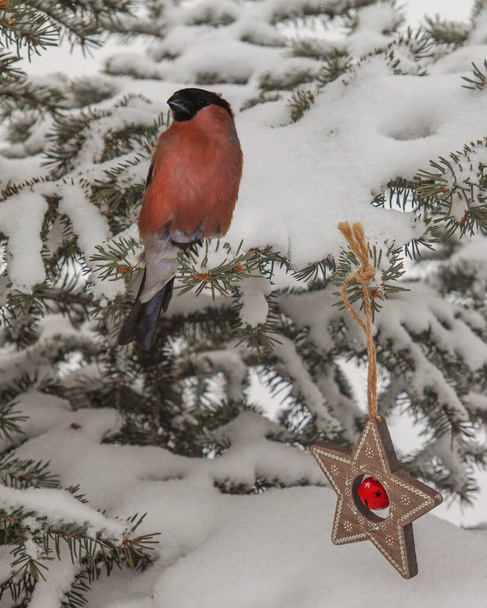 Snow-covered  spruce with bullfinch and retro Christmas toy. Mass production - Photo, Image