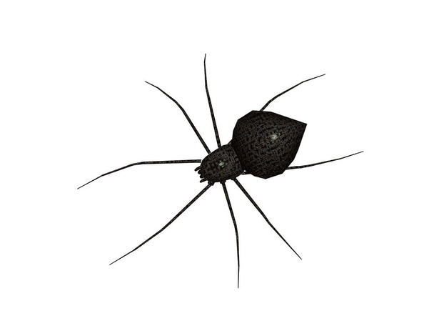 Tehlikeli derecede zehirli uzun bacaklı siyah örümcek. - Fotoğraf, Görsel
