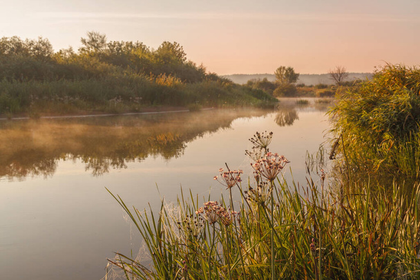 Sumuinen auringonnousu pienellä joella Puolassa umpeen Butomus umbellatus - Valokuva, kuva