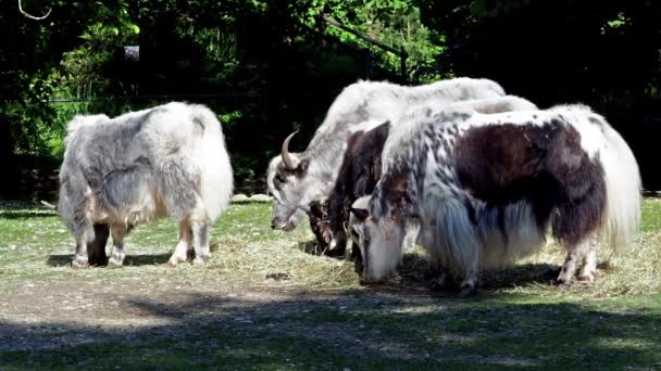 El yak doméstico, Bos grunniens es un bovino domesticado de pelo largo que se encuentra en toda la región del Himalaya del subcontinente indio, la meseta tibetana y tan al norte como Mongolia y Rusia.. - Metraje, vídeo