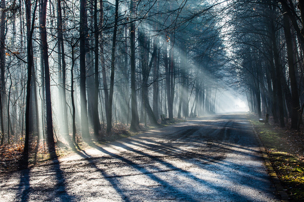 Carretera y rayos de sol en fuerte niebla en el bosque, Polonia
. - Foto, Imagen