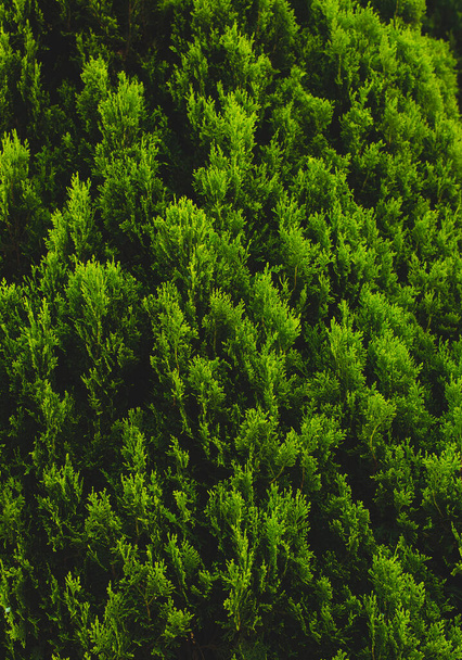 Pine close up, leaves texture - Foto, Imagen