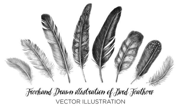 Freehand drawing quill. Tribal illustration of vector feathers. Isolated on white background in graphic style. - Vetor, Imagem