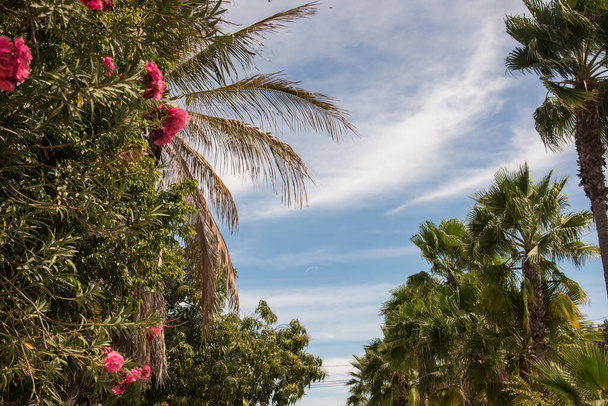 Beautiful palm trees with blue sky background, Miraflores Mexico - Photo, Image