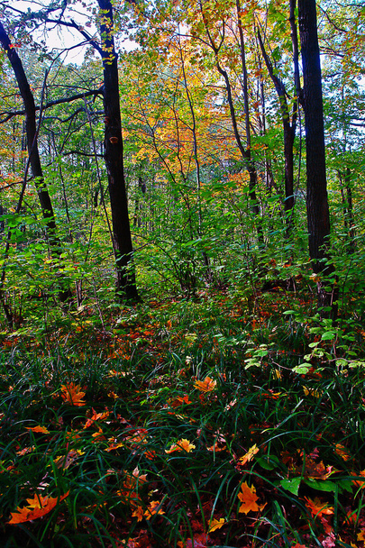 Autumn forest drops leaves. - Foto, Bild