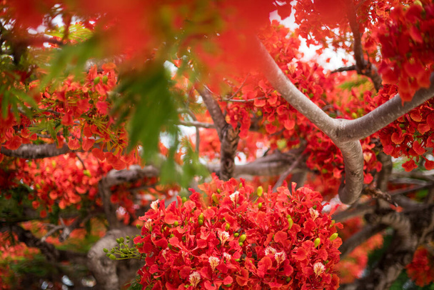 red leaves on flamboyant tree in Mexico - Фото, изображение