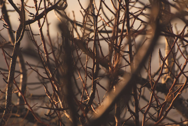 brown tree branches, close up  - Zdjęcie, obraz