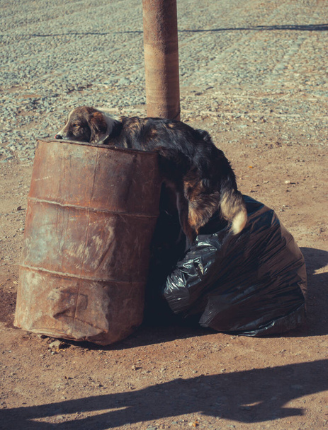 Biedny bezdomny pies porzucony w koszu na śmieci, koncepcja okrucieństwa wobec zwierząt - Zdjęcie, obraz