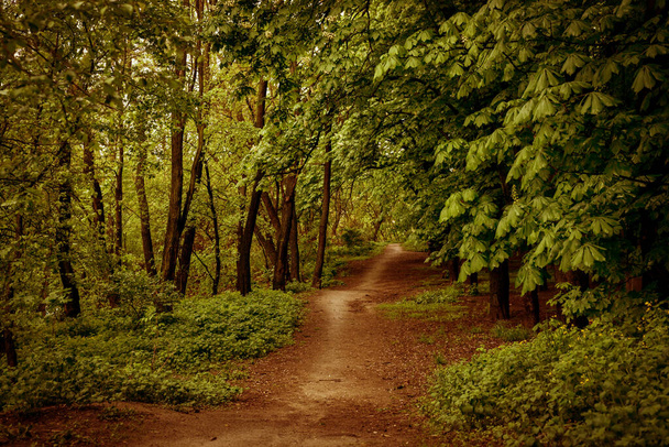 Drzewa kasztanowe i ścieżka w wiosennym lesie po deszczu. Świeże wiosenne tło liści. Vintage filtrowane zdjęcie. - Zdjęcie, obraz