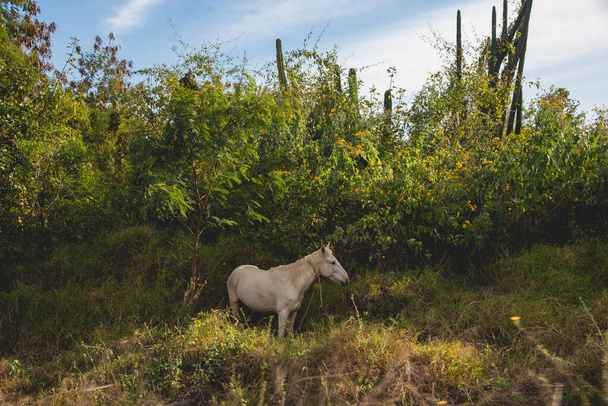 Mexico, Horse in meadow with trees and green grass flora  - Photo, Image