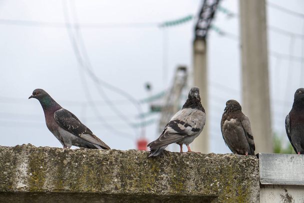 Utcai galambok szóródnak szét a városban. Állatok az építészet hátterében - Fotó, kép