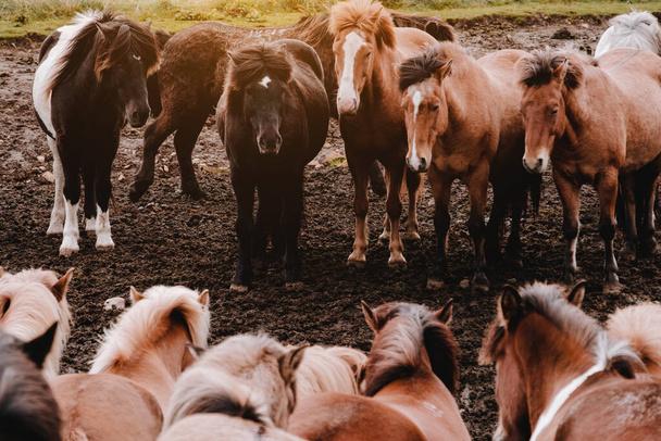 アイスランドの馬は畑で放牧している。接近中だ。美しい赤い髪と長いshaggyバン.  - 写真・画像