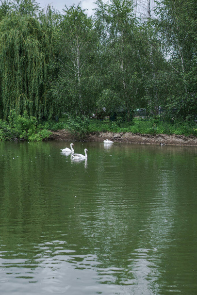 Belo rio de primavera cisne pássaros na natureza fluente. Paisagem colorida de manhã e à noite. Viaje para lugares desertos do mundo. Foto stock para design
 - Foto, Imagem