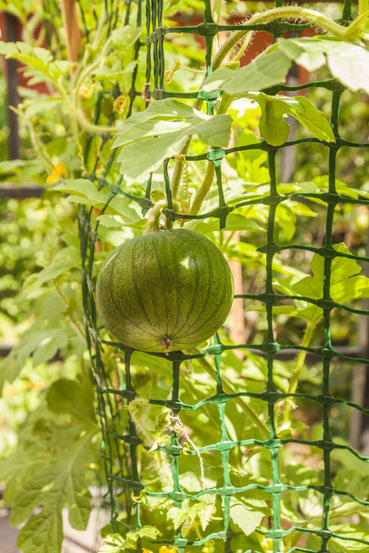 Uprawa wczesnego dojrzewania odmiany arbuza na balkonie. Rosnący arbuz na kratkę. - Zdjęcie, obraz