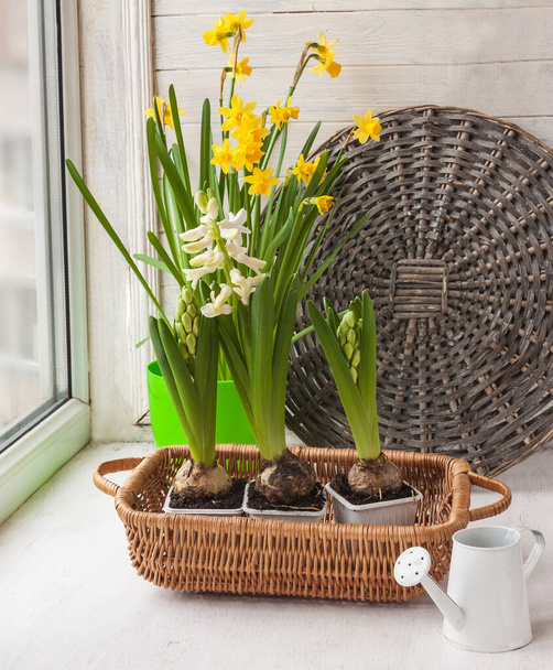 White hyacinths, yellow daffodils and decorative watering can on the window. - Fotoğraf, Görsel