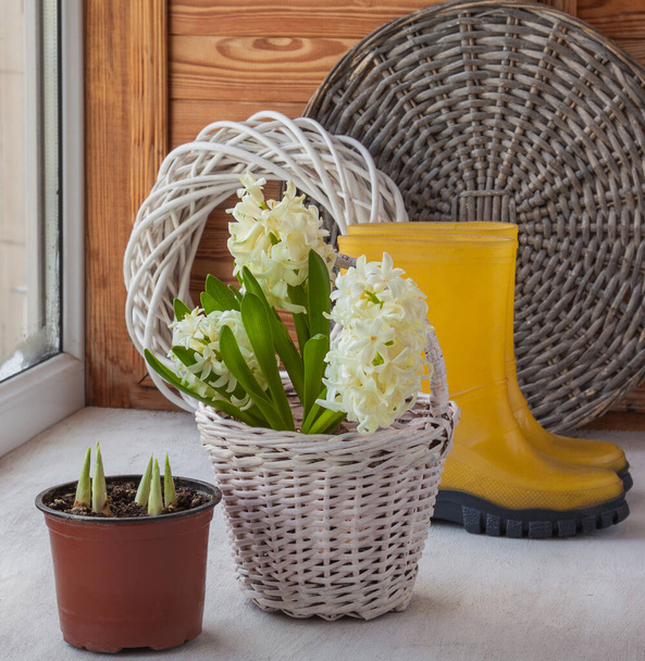 Bílé hyacinty v košíku na pozadí žluté gumové boty - Fotografie, Obrázek