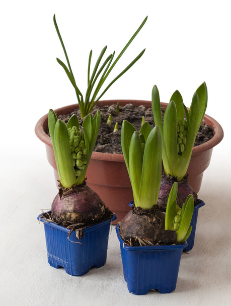 Hyacinten dwingen de vakantie in potten  - Foto, afbeelding