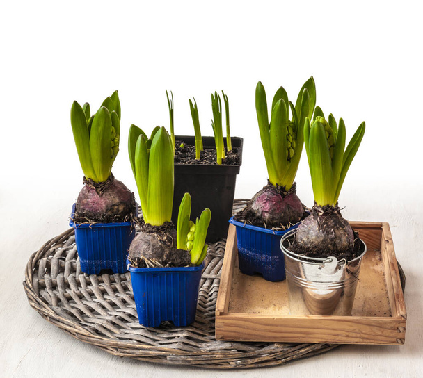 Hyacinths de de floração forçada em potes em um contexto de vime em volta
 - Foto, Imagem