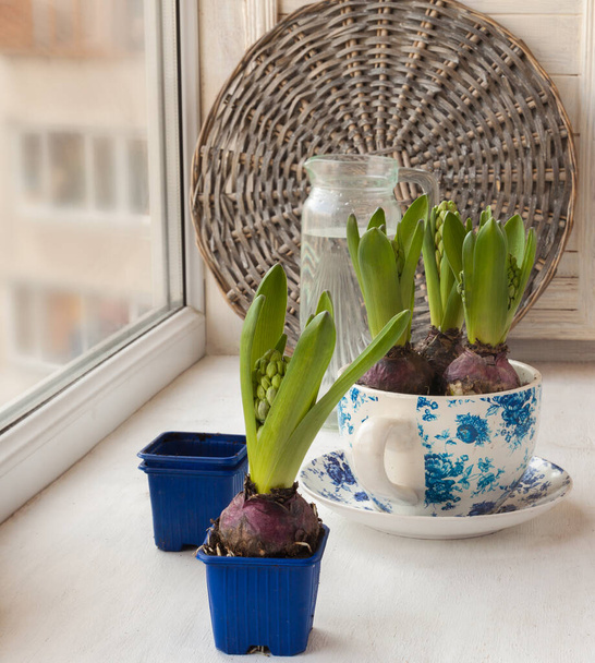 Brotes jacintos en la ventana y una olla de patrón vintage
 - Foto, Imagen