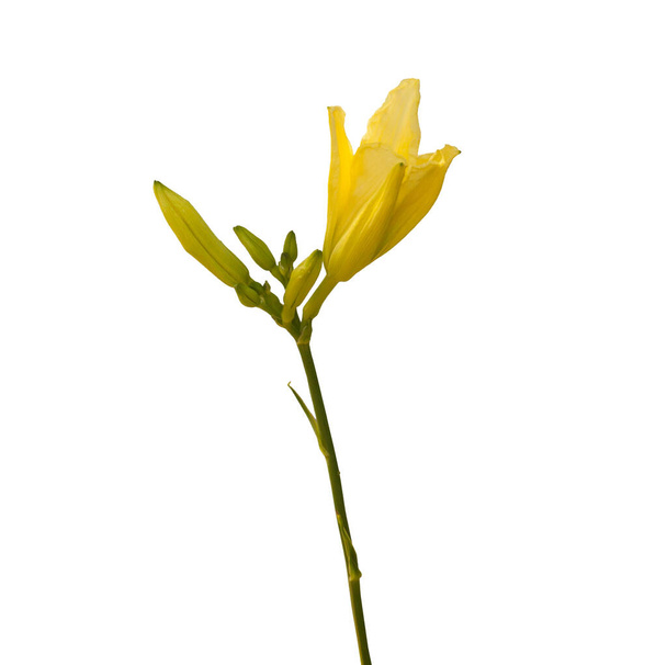 Bud of light citrom daylily egy fehér háttér elszigetelt - Fotó, kép