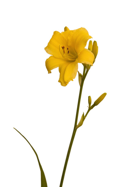 Amarelo Daylily (hemerocallis) sorte "Formas vencedoras" em um fundo branco isolado
. - Foto, Imagem