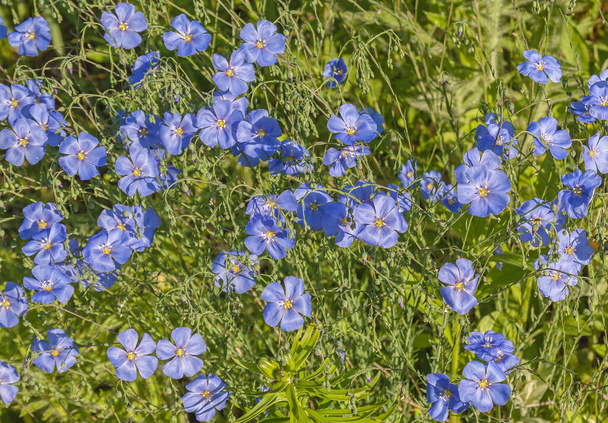 Un lit de fleurs avec du lin décoratif bleu (Linum perenne)
) - Photo, image
