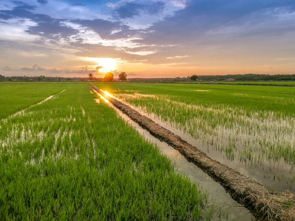Gyönyörű panoráma naplemente kilátás a rizsföldön - Fotó, kép