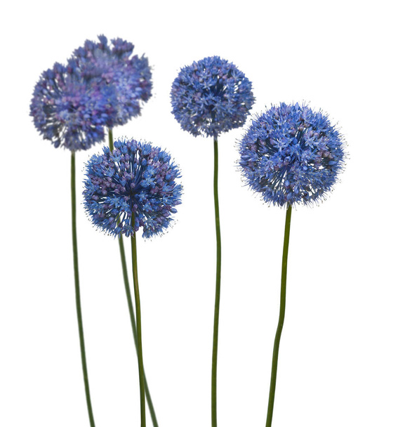 Blue Allium caesium  on a white background  isolated - Photo, Image