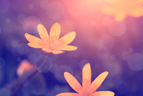 Żółty kwiat widok z bliska - Zdjęcie, obraz