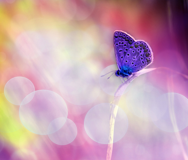 Bela borboleta em uma flor - Foto, Imagem