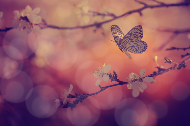 Foto vintage de flores de mariposa y árbol
 - Foto, Imagen
