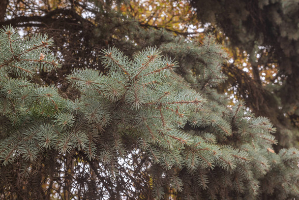Paws blue spruce (lat. Picea pungens)  closeup - Photo, Image