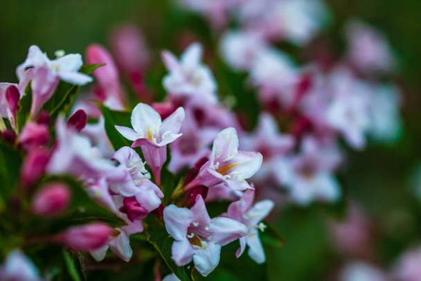 Κοντινό πλάνο των όμορφων ροζ λουλουδιών Weigela απομονωμένη στον κήπο. - Φωτογραφία, εικόνα