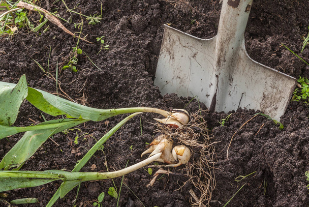 Digging out bulbs of tulips after the end of vegetation - Photo, Image