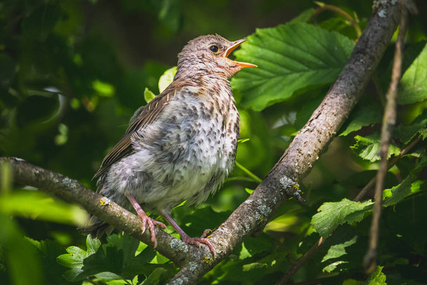 Fieldfare - one young small bird on a branch of the tree - Photo, Image